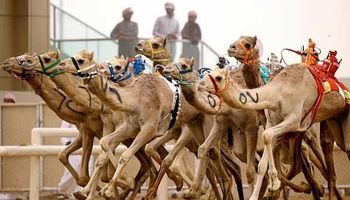 مراهنات سباق الهجن اون لاين