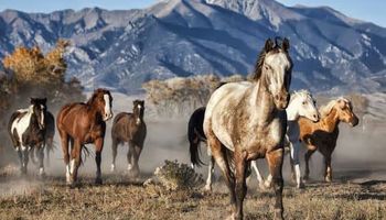 مجموعة من الخيول تركض