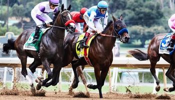 شراء خيول سباق للمبتدئين